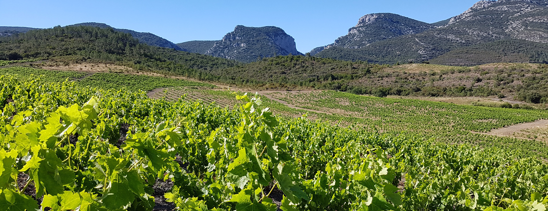 Vue d'un vignoble en Languedoc-Roussillon