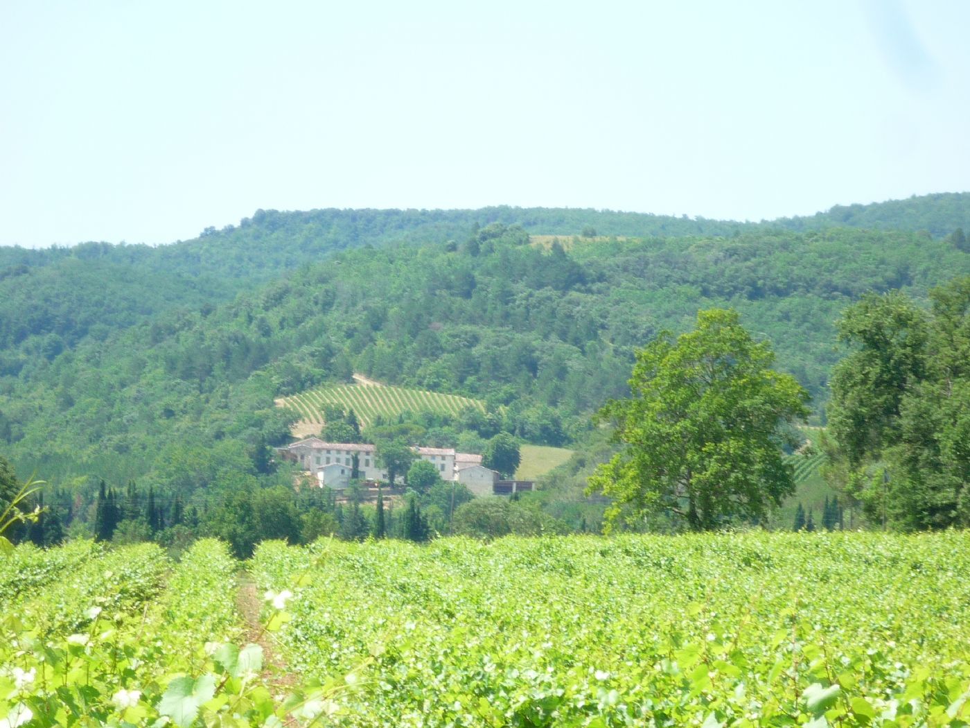 The estate is located in the heart of the vineyard