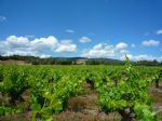 Vignoble en AOP Minervois dans le Languedoc