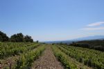 Vignoble en AOP côtes du Roussillon