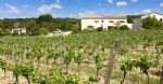 Vignes domaine viticole et agrotouristique bio en IGP