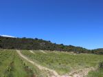 Joli vignoble d'altitude en AOC Côtes du Roussillon