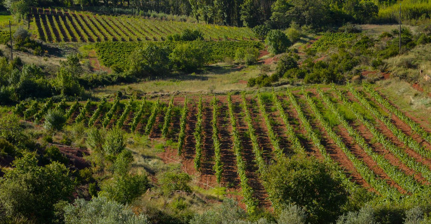 Les vignes du domaine viticole Bio à vendre en Languedoc