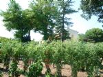 Potager de la propriété viticole dans l'Hérault