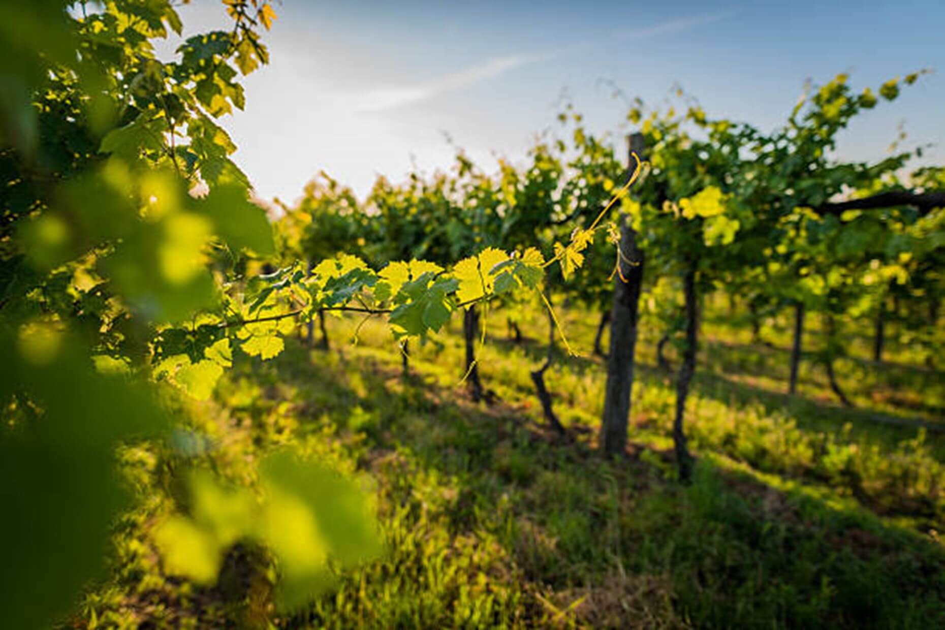 Appellation Pyrénées Orientale