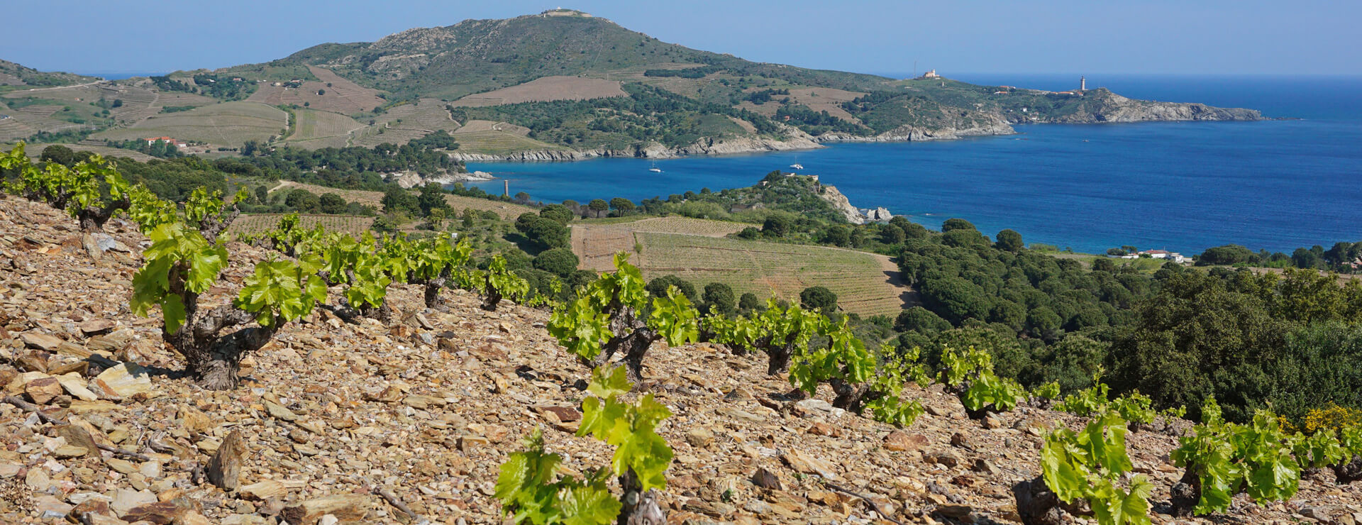 Vue d'un vignoble en Languedoc-Roussillon