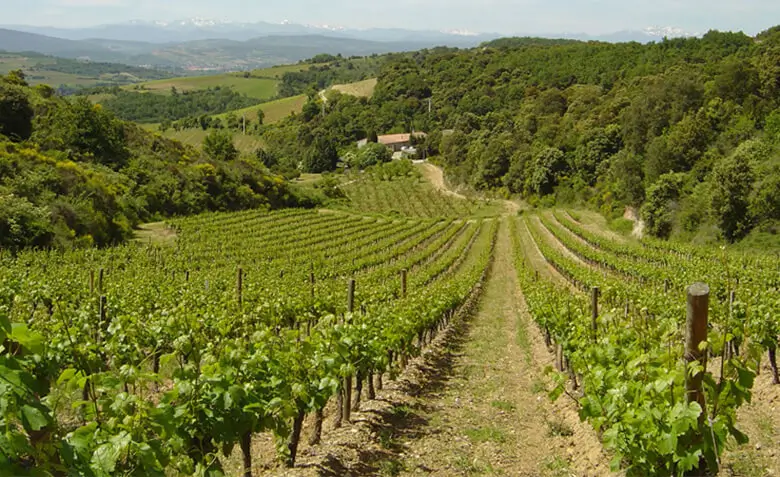 Properties sale and purchase, viticultural estates and farming, vineyards, in Occitanie.Vente et achat de propriétés, domaines et exploitations viticoles, vignobles, en Occitanie