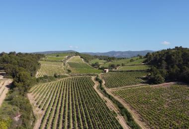 Domaine viticole à vendre La Livinière Minervois