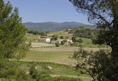 Domaine viticole à vendre La livinière