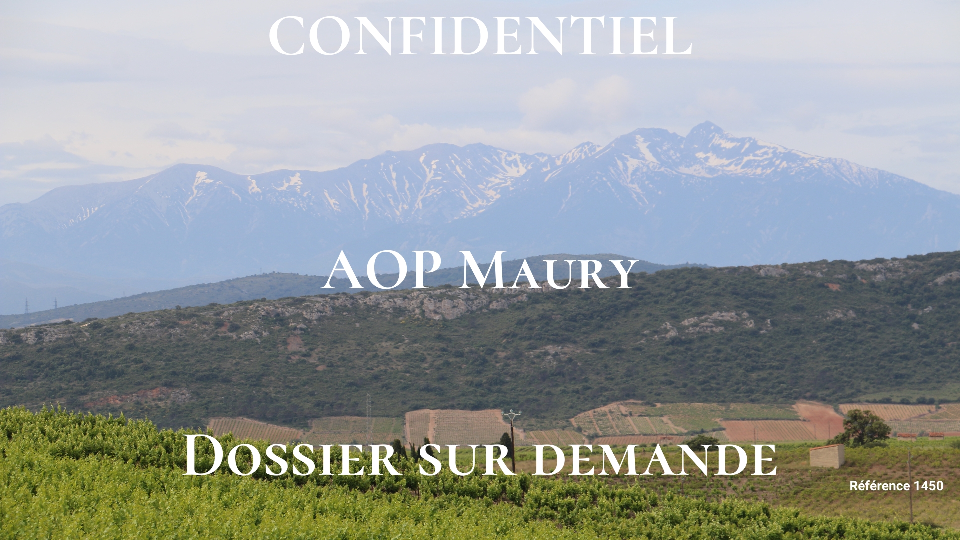 Canigou from sale vineyard estate 63 ha roussillon