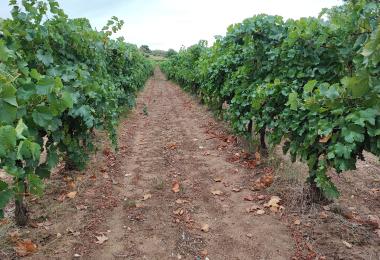vines of the vineyard estate for sale near to uzes