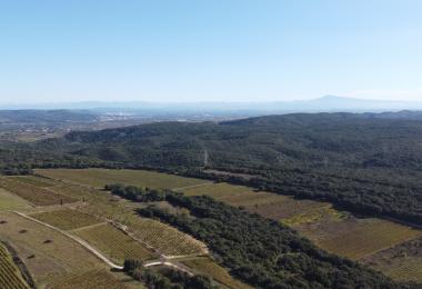 Vines of the vineyard estate in Rhone Valley
