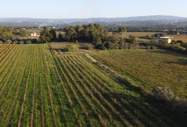 domaine viticole bio AOP Ventoux Vignes