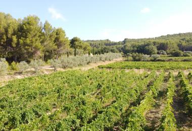 domaine viticole bio AOP Ventoux Vignes