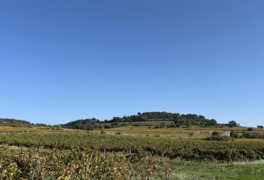 Vines Organic Vineyard estate Cru Rhone valley for sale