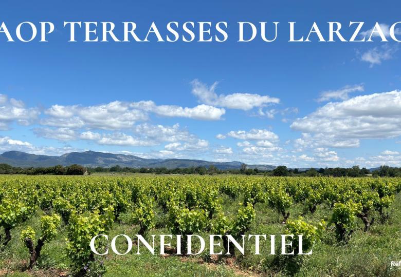 Domaine viticole à vendre AOP Terrasses du Larzac Vignes 3