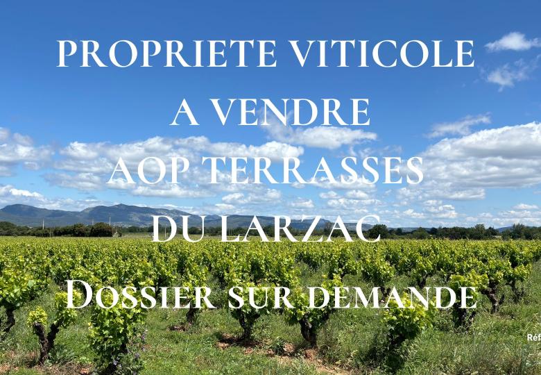 Vineyard estate for sale AOP terrasses du larzac Vines 3