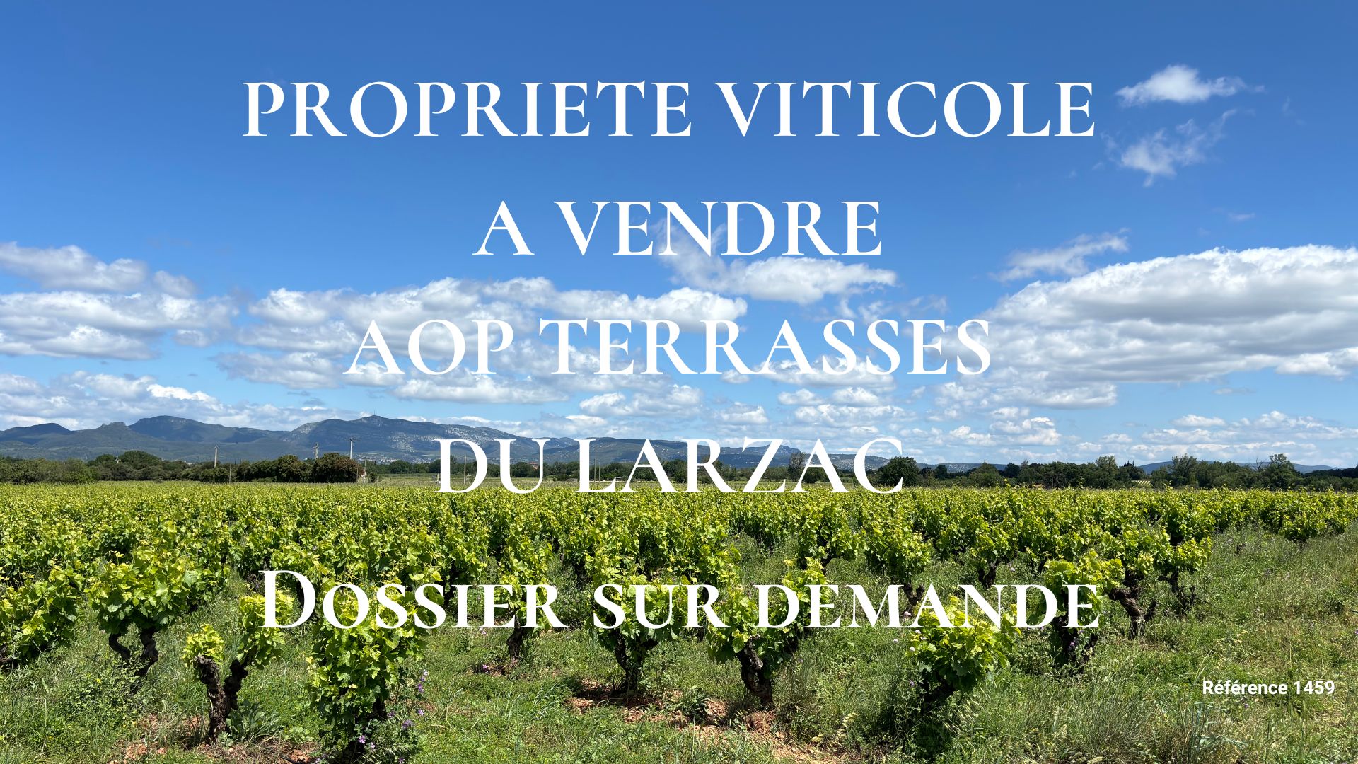 Domaine viticole à vendre AOP Terrasses du Larzac Vignes 3