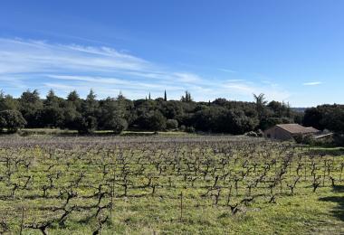 Domaine viticole à vendre proche de Montpellier vignes