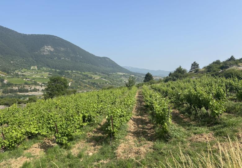 Domaine viticole Terrasses du Larzac à vendre vignes 2