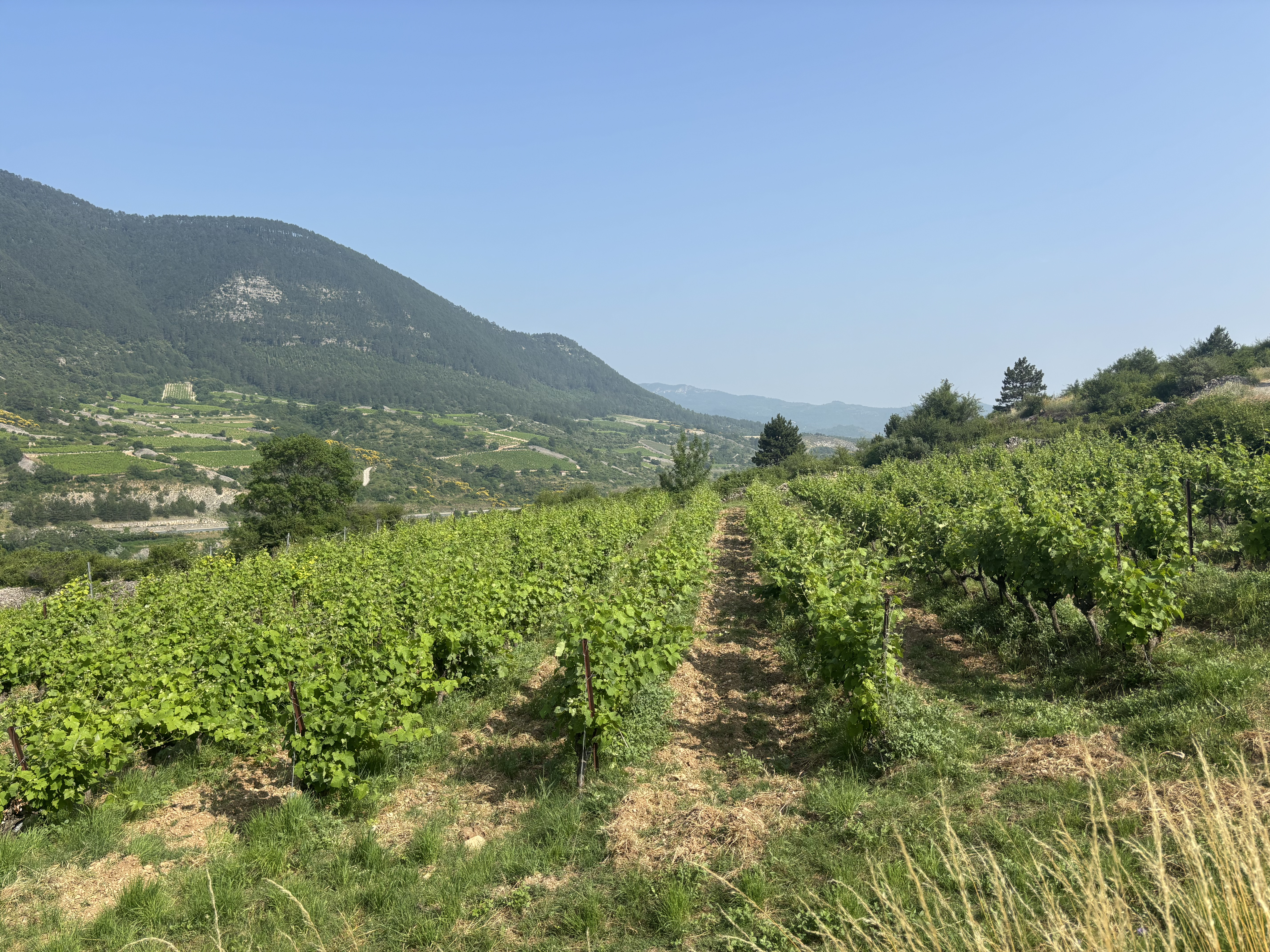 Domaine viticole Terrasses du Larzac à vendre vignes 2