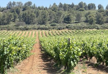 Achat vignoble en Corbières Cru Boutenac Languedoc