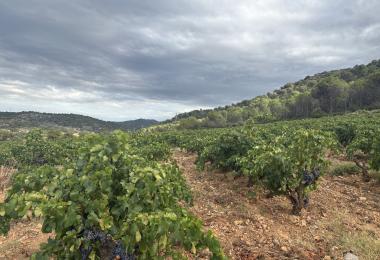 Domaine viticole bio à vendre en AOP 