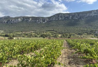 Domaine viticole bio à vendre en AOP 