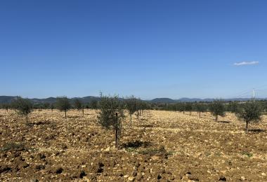 Domaine viticole à vendre Gard Uzès Olivier