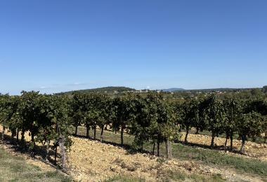Domaine viticole à vendre Gard Uzès vignes