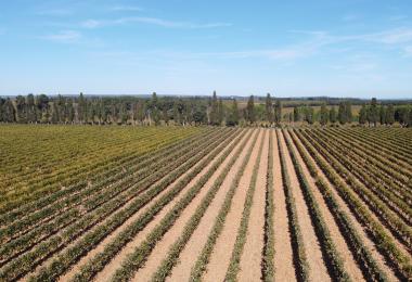 Domaine viticole à vendre Cotes du Rhone Costieres de Nimes vignes