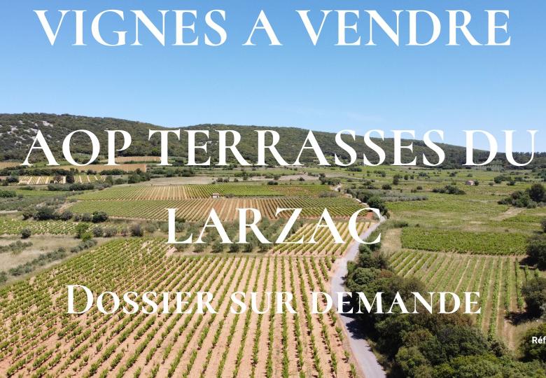 Vignes à vendre AOP Terrasses du Larzac