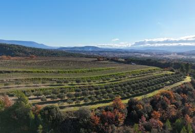 Domaine viticole et oleicole à vendre dans le Luberon Oliveraie