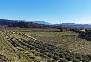 Domaine viticole et oleicole à vendre dans le Luberon Olivier