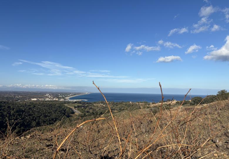 VIGNOBLE COLLIOURE BANYULSDE 1HA 