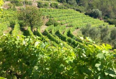 domaine-viticole-a-vendre-en-Italie-vigne-en-terrasse-1