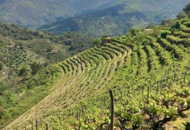 domaine-viticole-a-vendre-en-Italie-vigne-en-terrasse-4