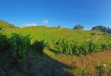 domaine-viticole-a-vendre-en-italie-vignes-3