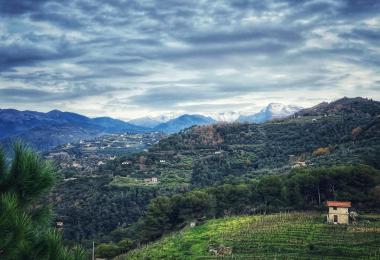 domaine-viticole-a-vendre-en-italie-vignes-4
