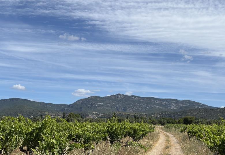 Domaine viticole Terrasses du Larzac à vendre vignes 1558