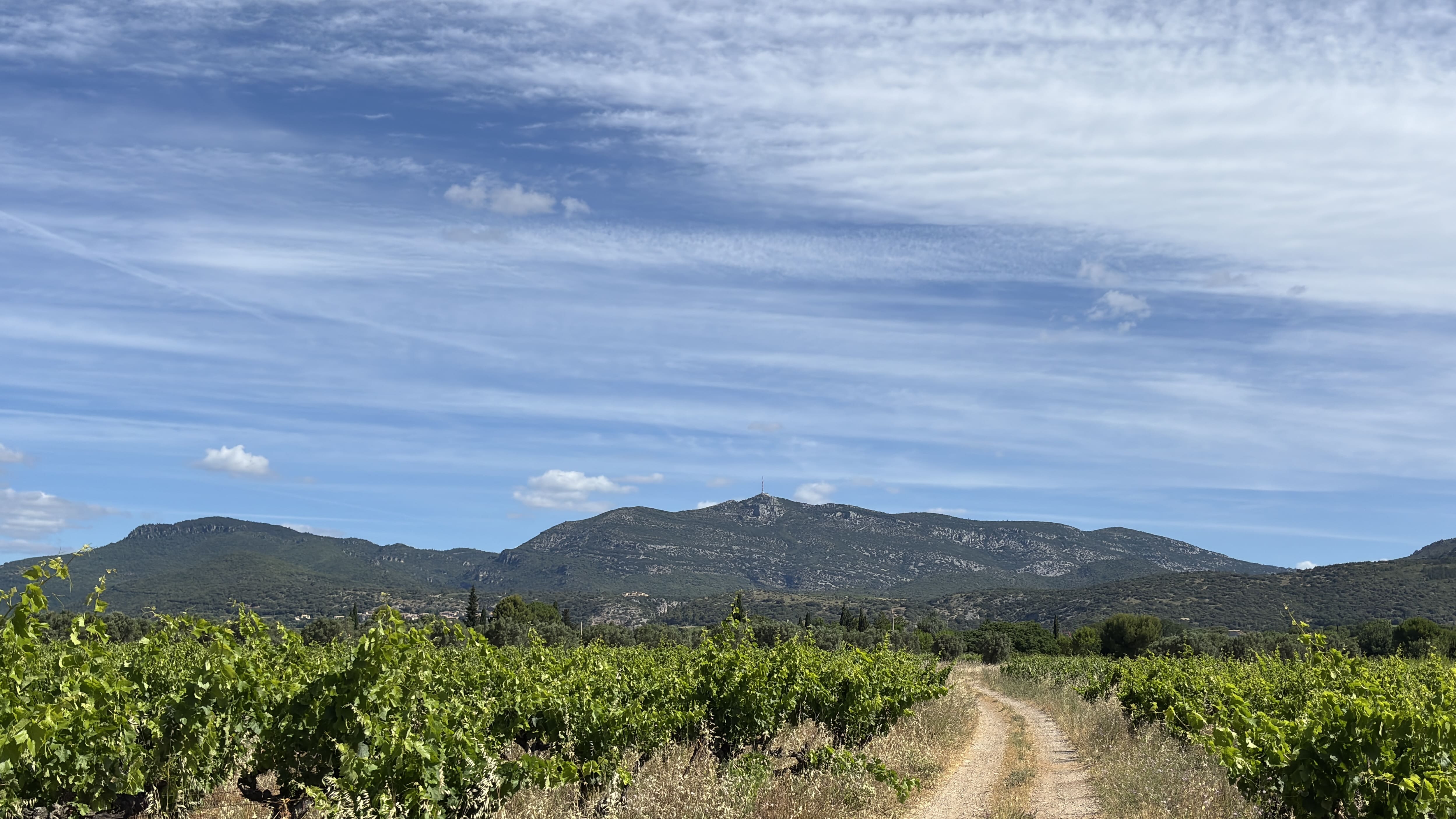 Domaine viticole Terrasses du Larzac à vendre vignes 1558