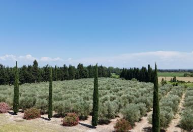Propriété oléicole à vendre Alpilles Provence Oliviers