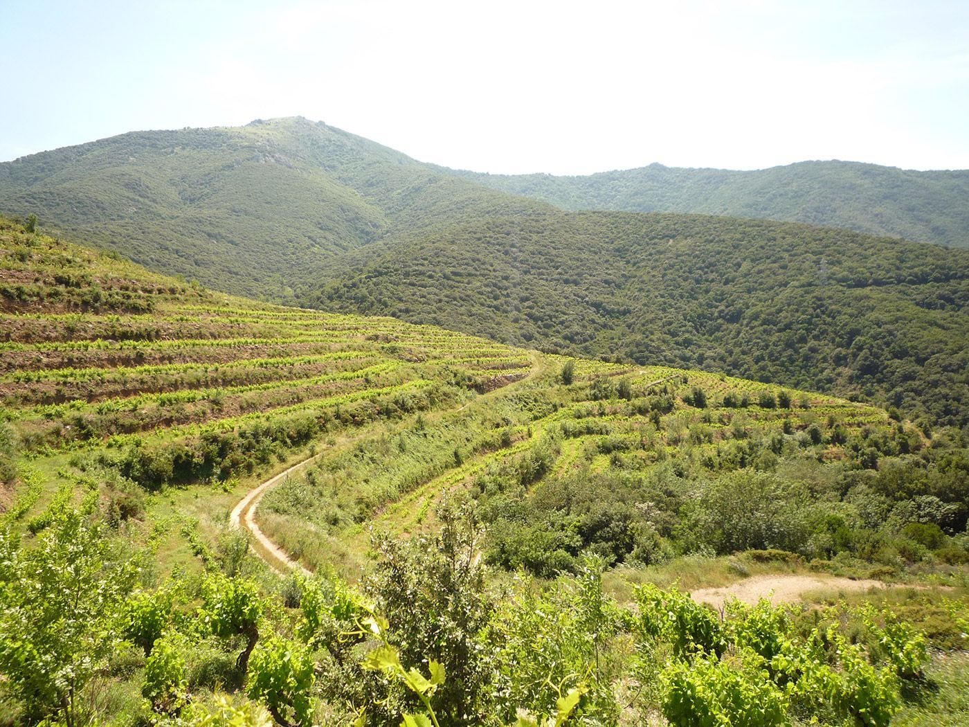 AOP Collioure designation vineyard up for sale