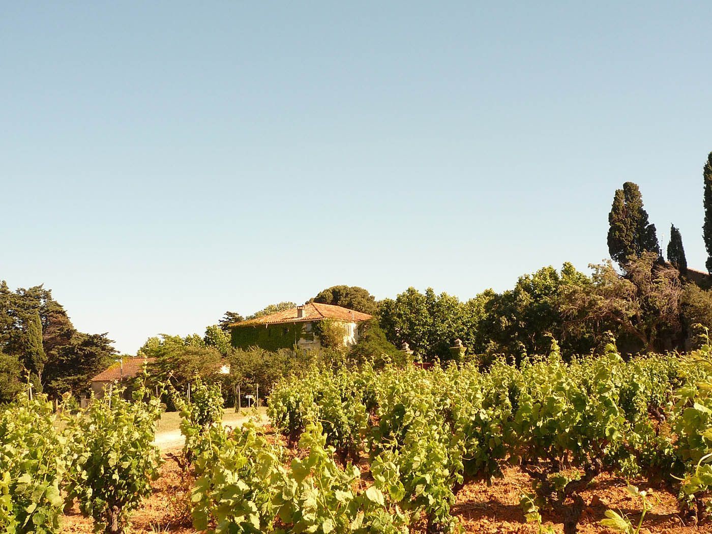 Domaine viticole entouré de vignes