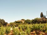 Domaine viticole entouré de vignes