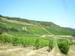 The quality vineyard is of 7 ha 47