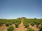 Vignoble sur un terroir argilo-calcaire en AOP Rivesaltes et AOP Côtes du Roussillon