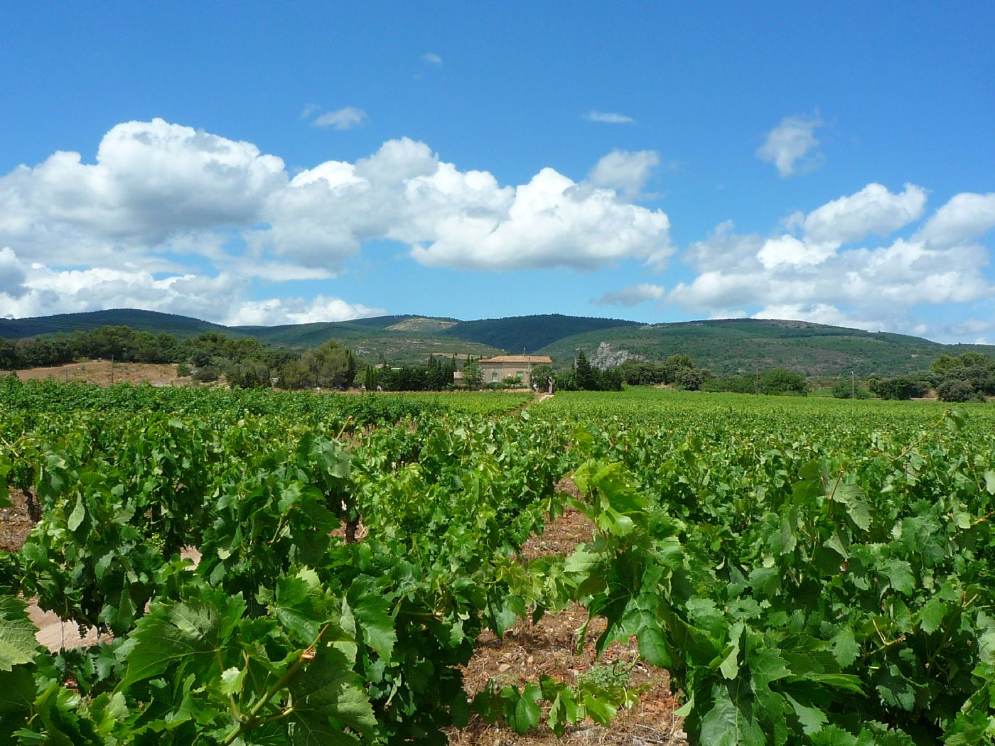 Domaine viticole en AOP Minervois avec 18ha de vignes.