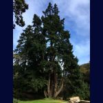 Un arbre impressionnant multi centenaires