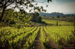 Vigne du domaine viticole en AOP Clape
